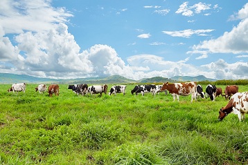 Quy trình chăm sóc đàn bò organic tại Trang trại bò sữa organic Vinamilk đảm bảo không chịu sự can thiệp của các loại hóa chất.